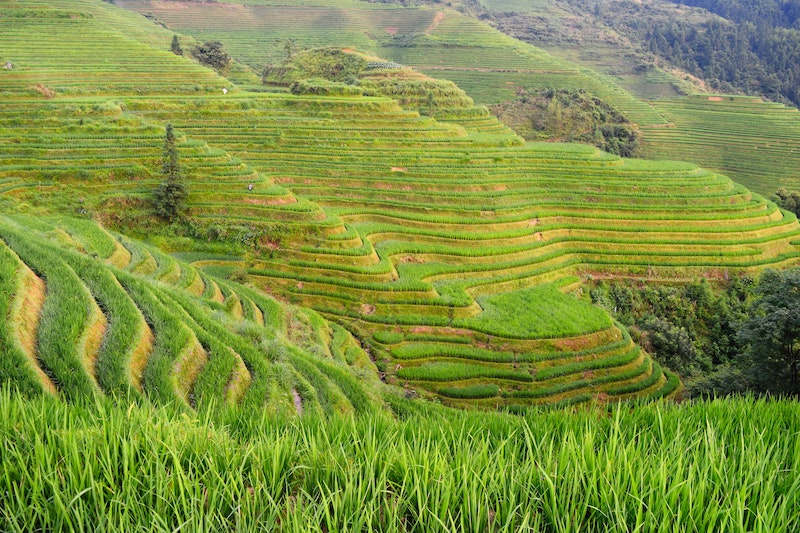 Green | The meaning of different colors in Chinese Green | The meaning of different colors in Chinese